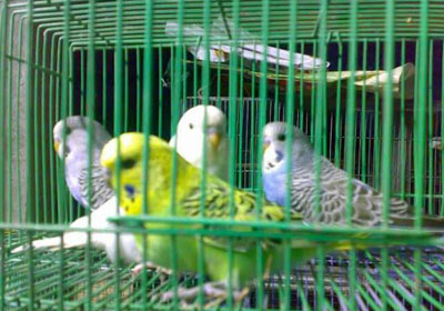 ถ้าหากเอานกมาขังในกรงอย่างนี้ก็ไม่เหมาะ