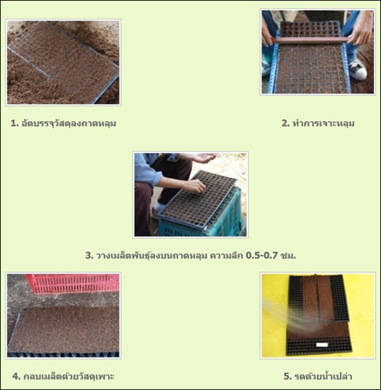 ขั้นตอนการปลูกดอกดาวรวย-ดาวเรือง