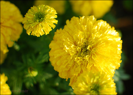 ขั้นตอนการปลูกดอกดาวรวย-ดาวเรือง