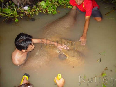 กระเบนราหูลอยตาย