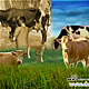 Stab Eye, Kill Cows