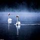 สวย!! ภาพสัตว์ป่าที่น่าหลงใหลในยามเข้า