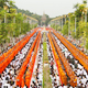 ภาพงานตักบาตรพระ 3,000 รูป ณ ถนนสายคู่ วัดพระพุทธบาท สระบุรี