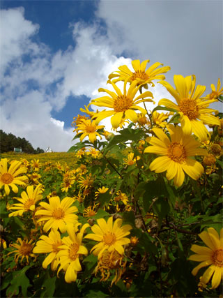 ตักบาตร ทุ่งบัวตอง แม่ฮ่องสอน ตักบาตร ทุ่งบัวตอง แม่ฮ่องสอน