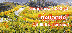 ตักบาตร ทุ่งบัวตอง แม่ฮ่องสอน