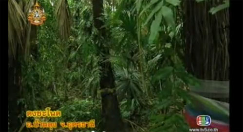 ป่าคำชะโนด, ตำนานพญานาค ป่าคำชะโนด, ตำนานพญานาค