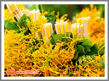 ดอกเข้าพรรษา สีเหลือง ดอกเข้าพรรษา สีเหลือง