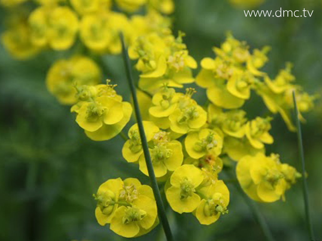 ดอกไม้สีเหลือง ดอกไม้สีเหลือง