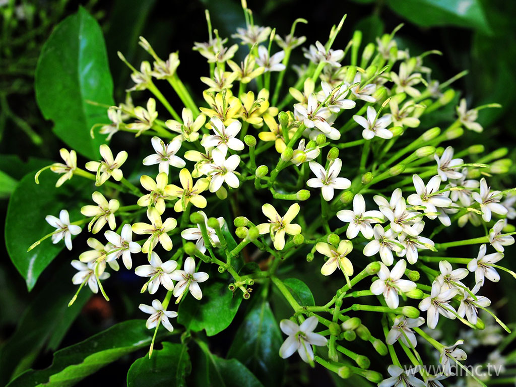 flower-295 flower-295