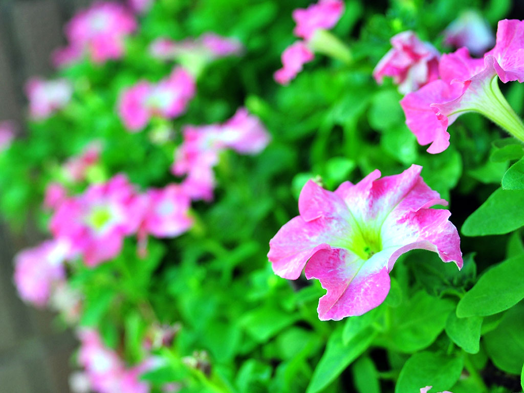 flower-296 flower-296