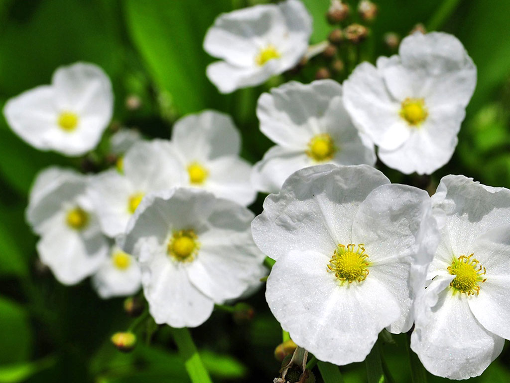 flower-297 flower-297
