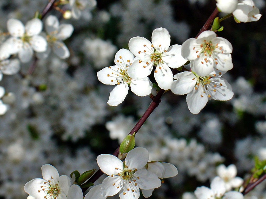 flower-298 flower-298