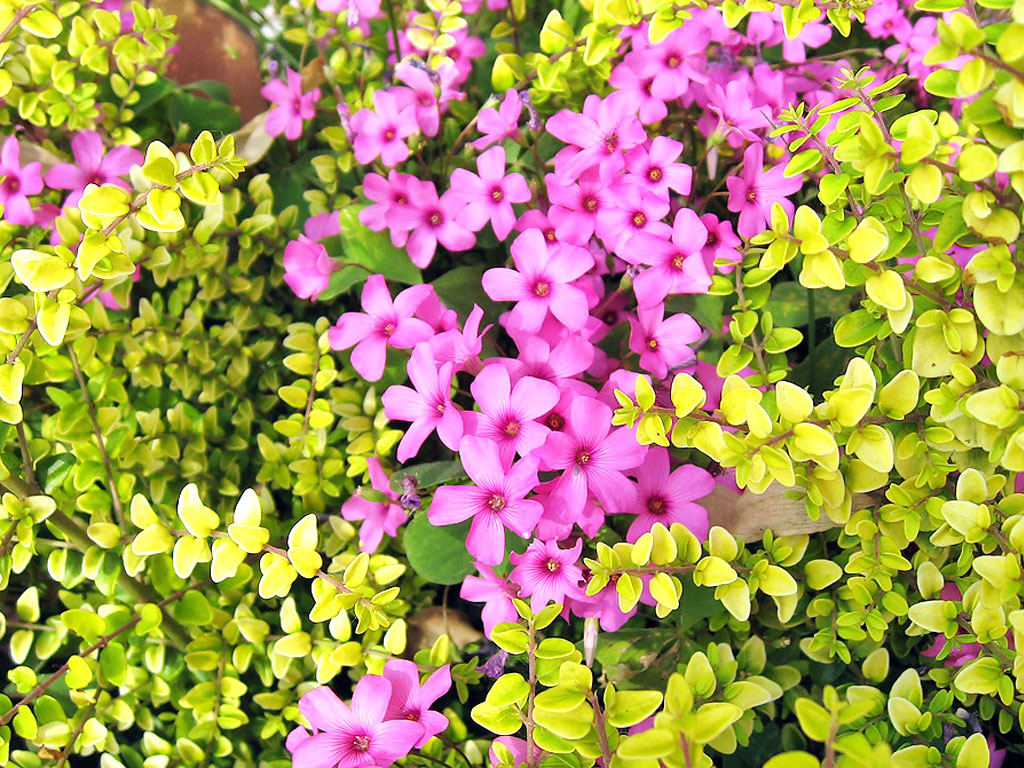 flower-299 flower-299