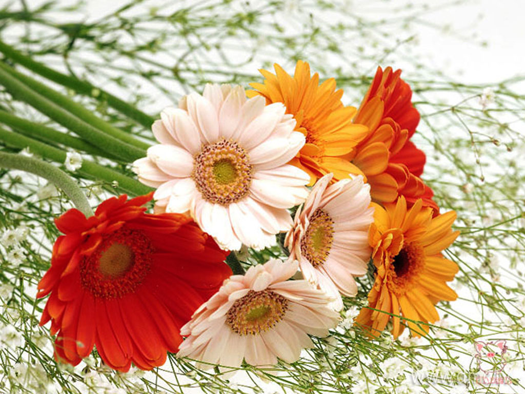 flower-300 flower-300