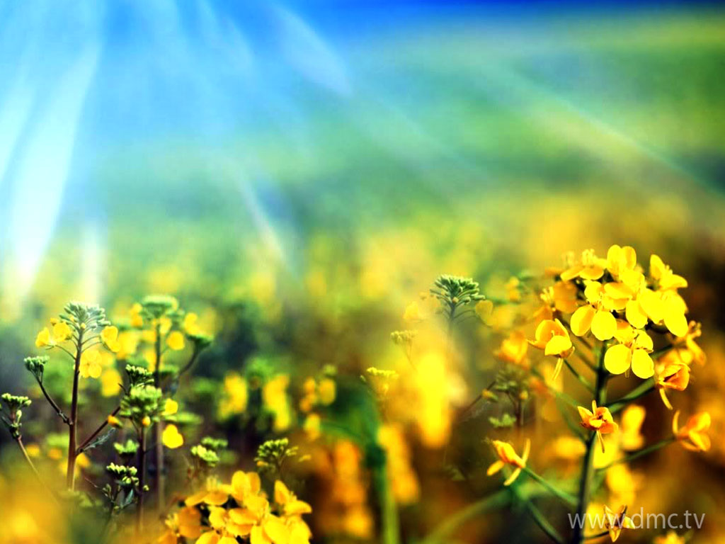 flower-302 flower-302