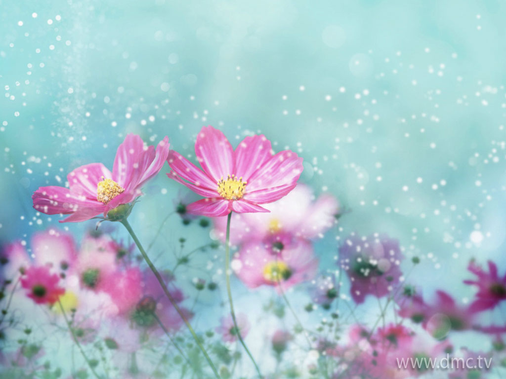 flower-303 flower-303