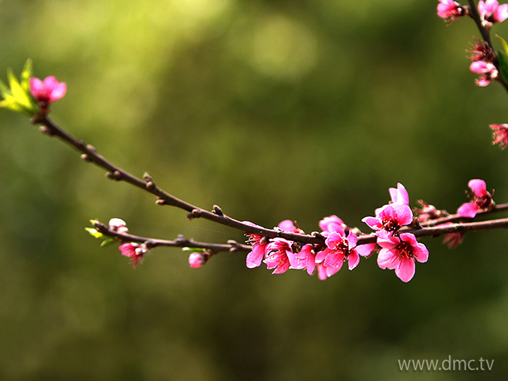flower-304 flower-304
