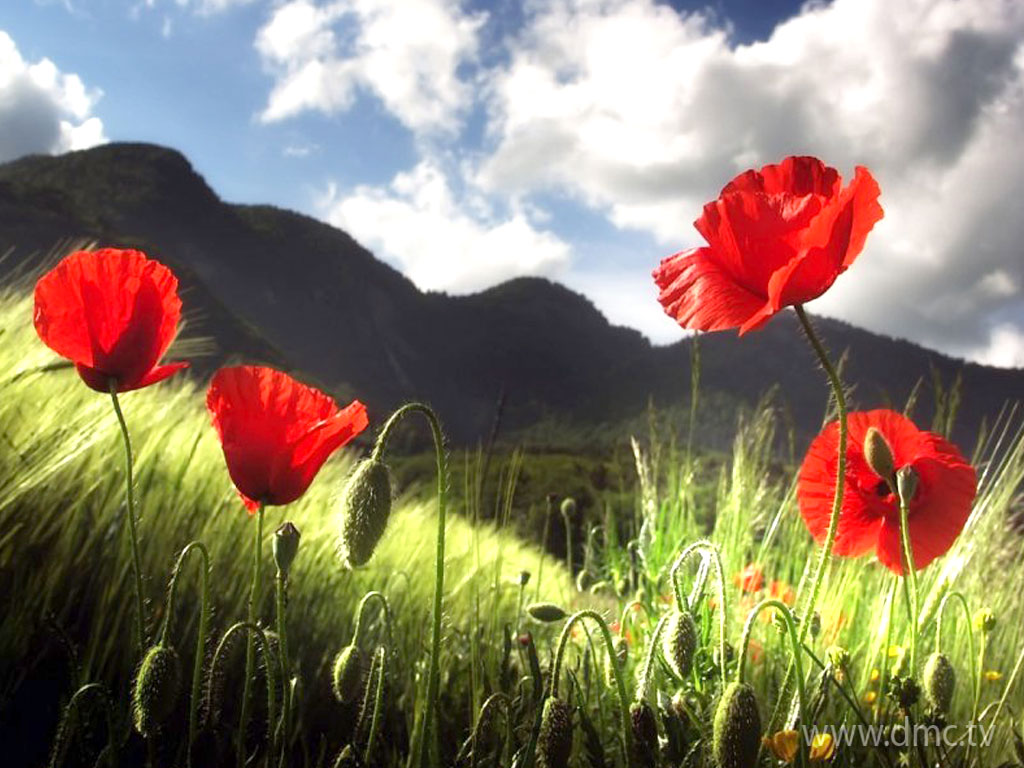 flower-305 flower-305