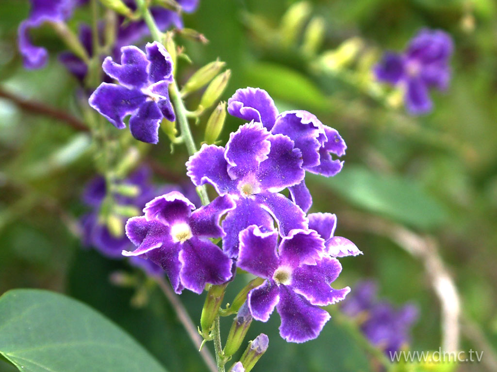 flower-306 flower-306