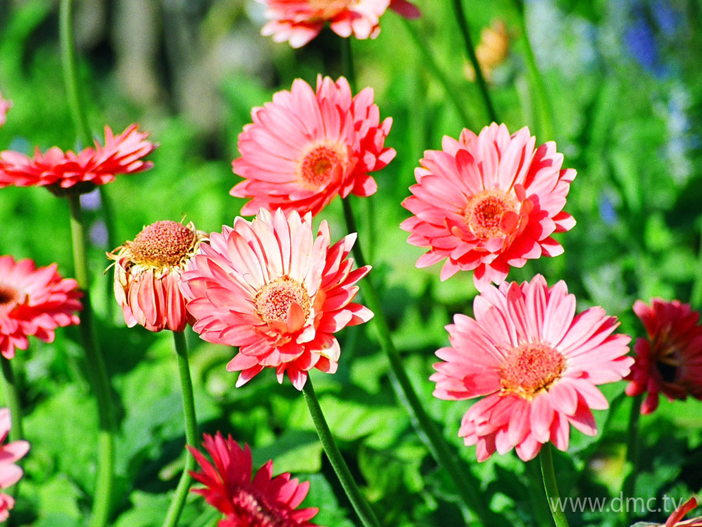 flower-307 flower-307