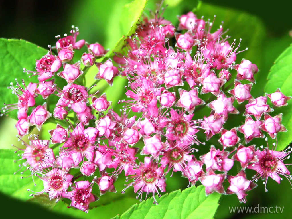 flower-308 flower-308