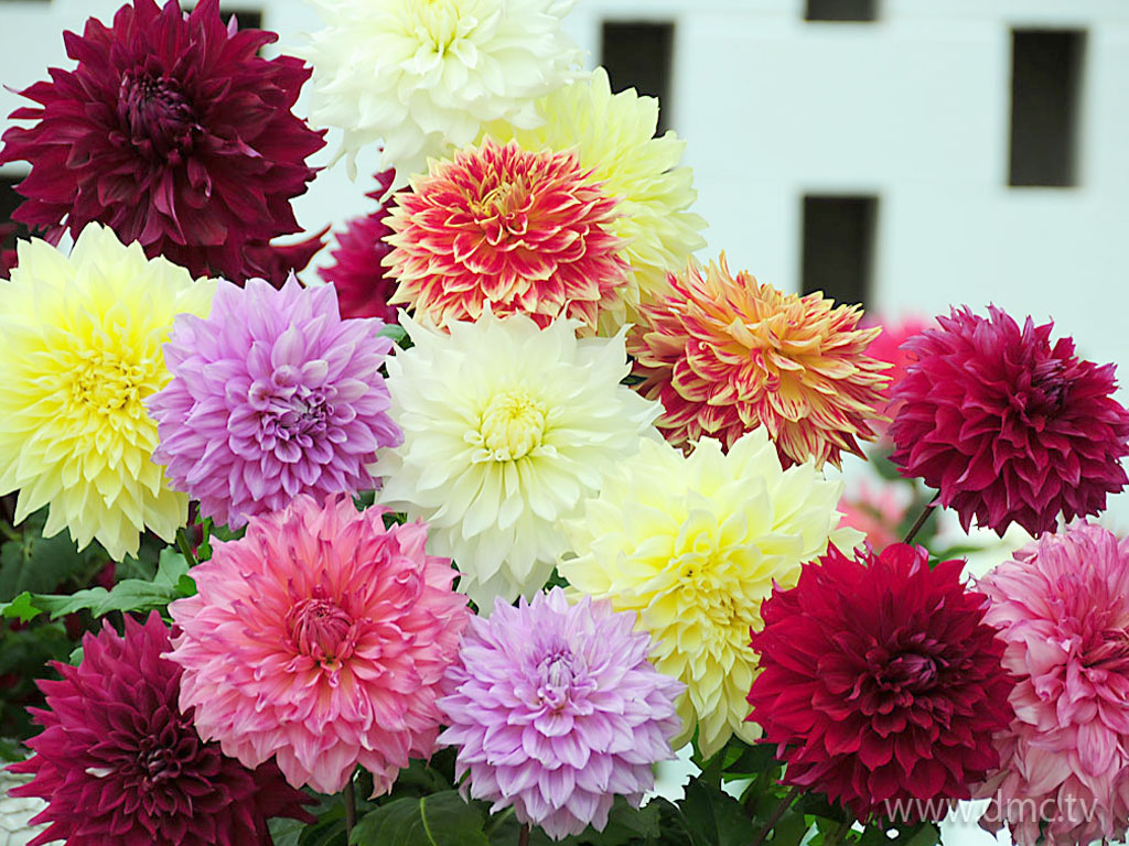flower-309 flower-309