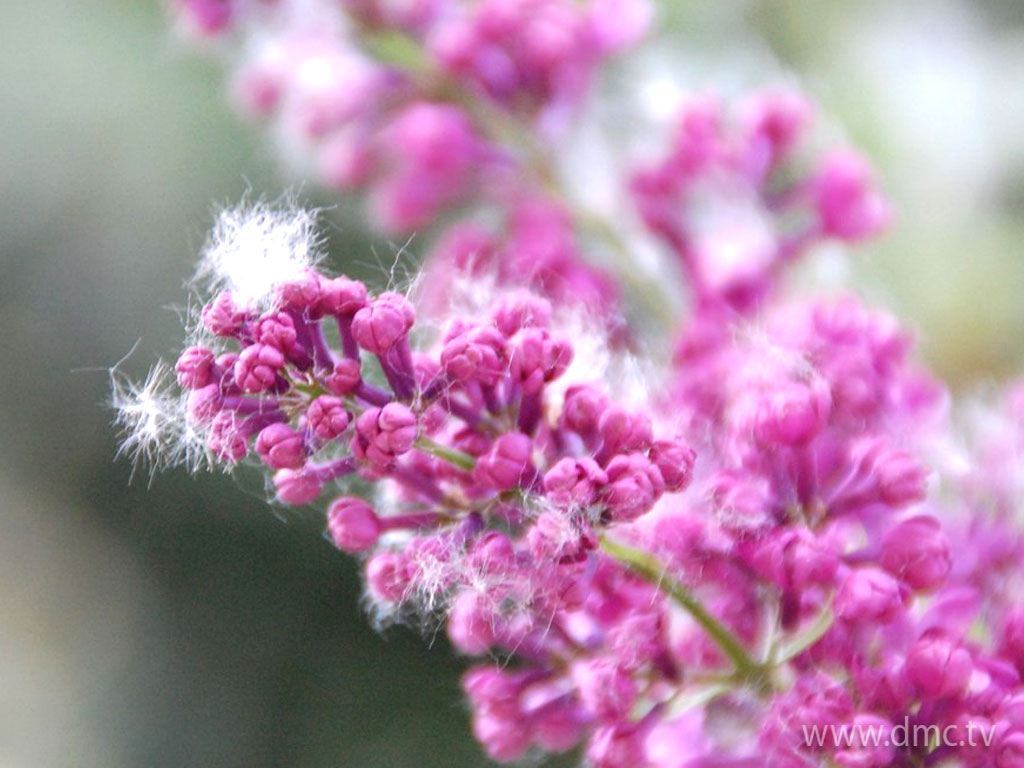 flower-310 flower-310
