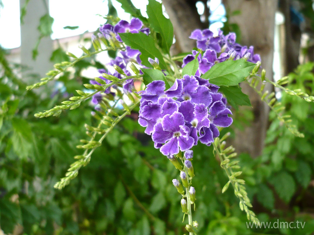 flower-310 flower-310