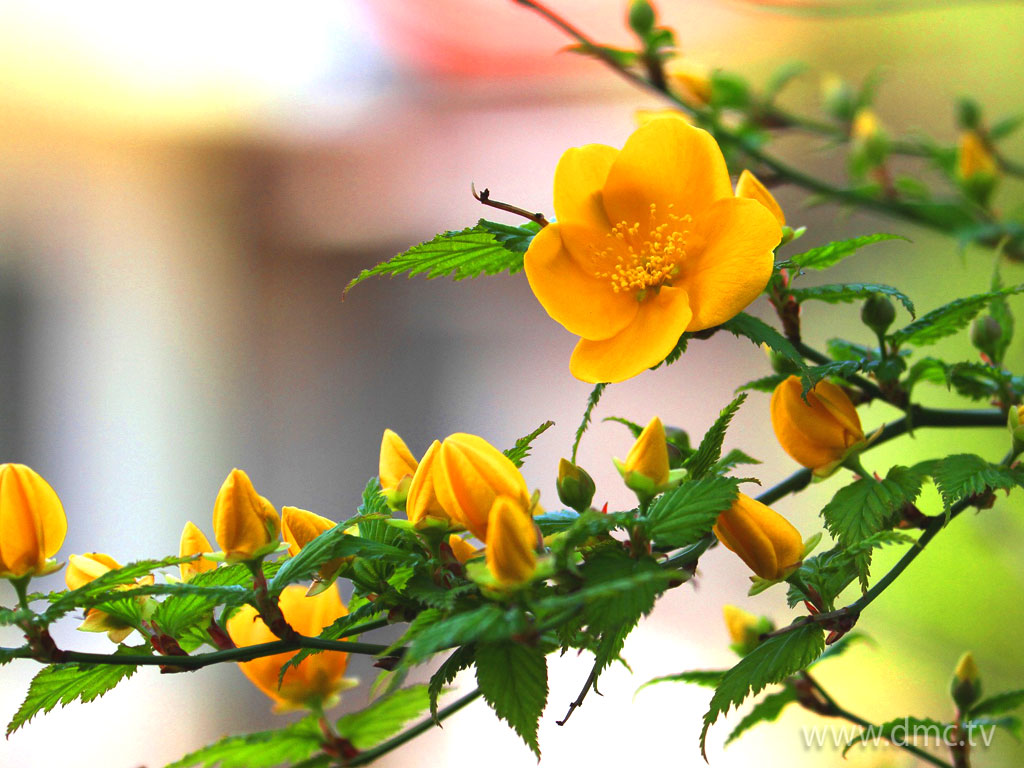 flower-312 flower-312