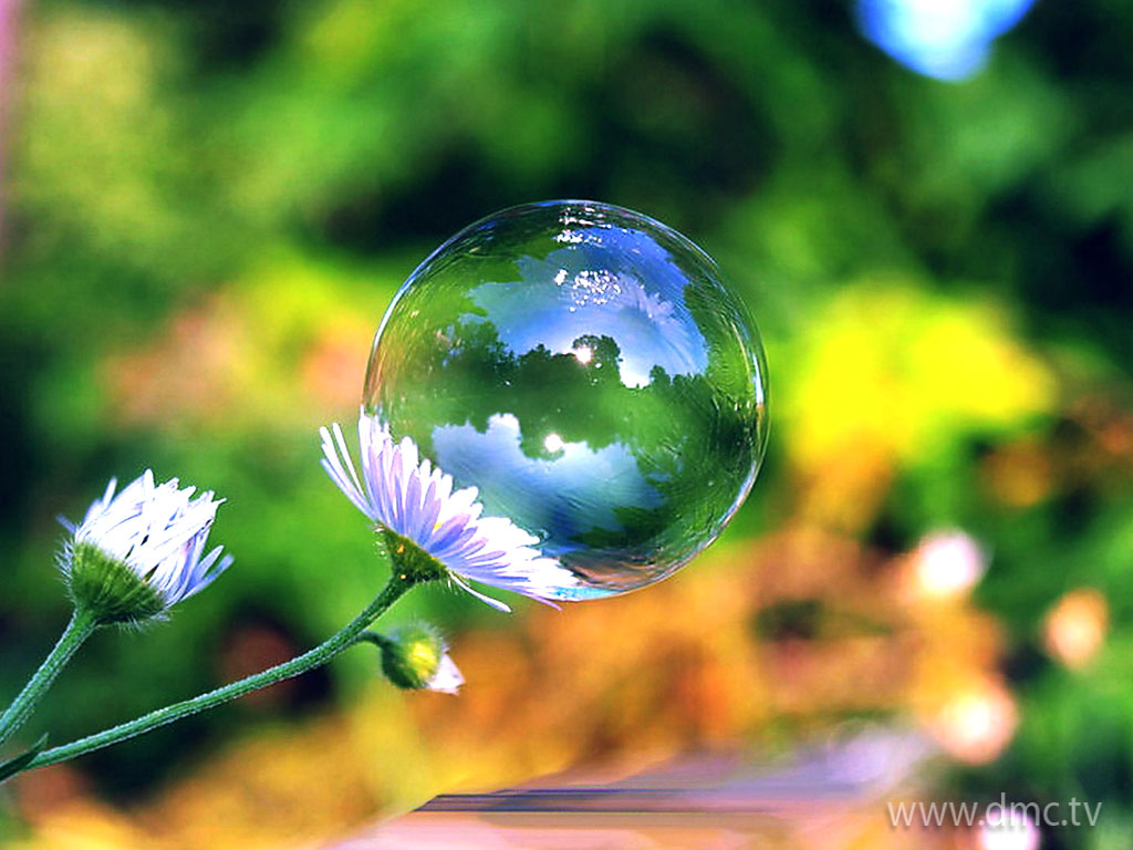 flower-313 flower-313