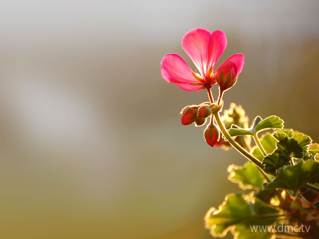 flower-314 flower-314