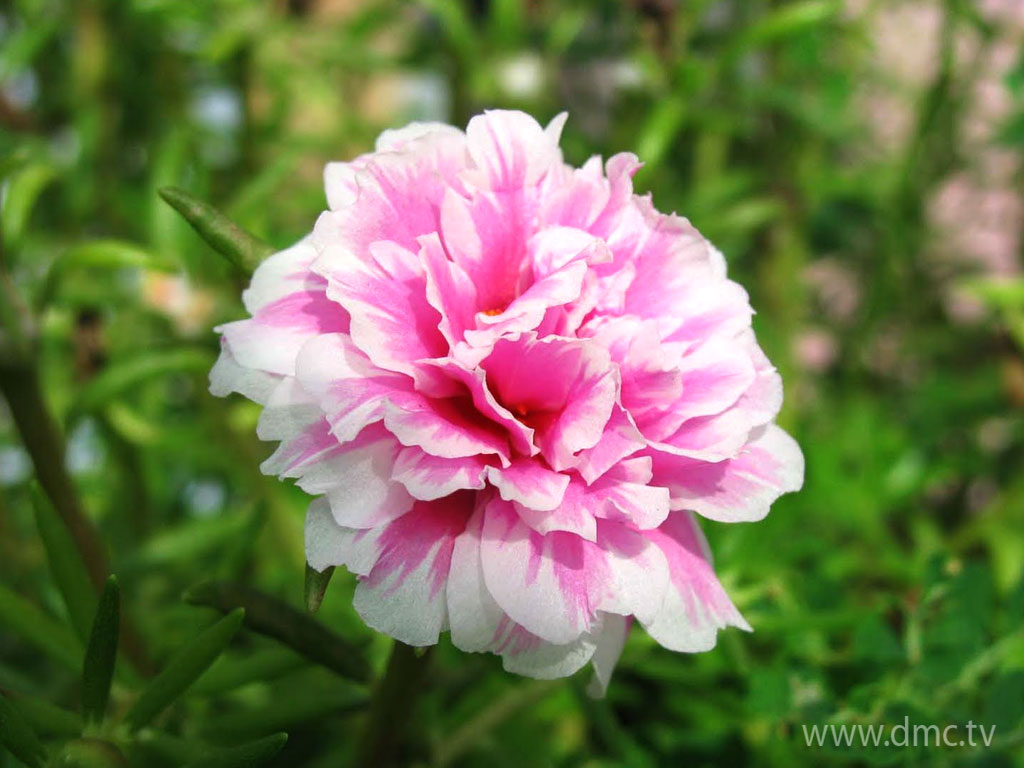 flower-315 flower-315