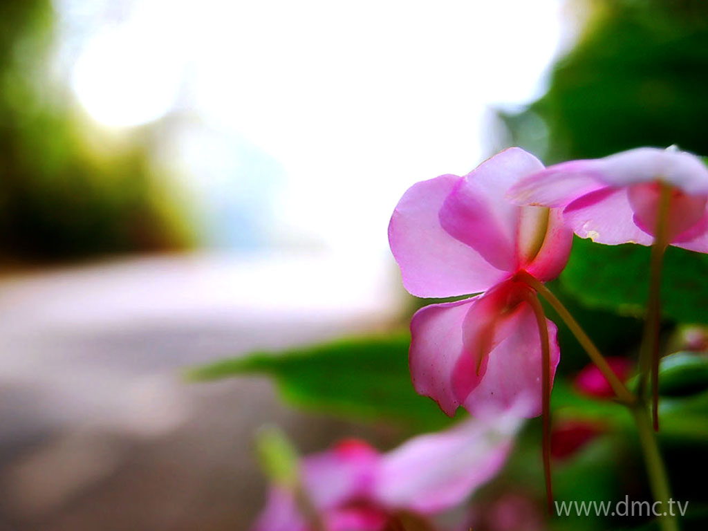 flower-317 flower-317