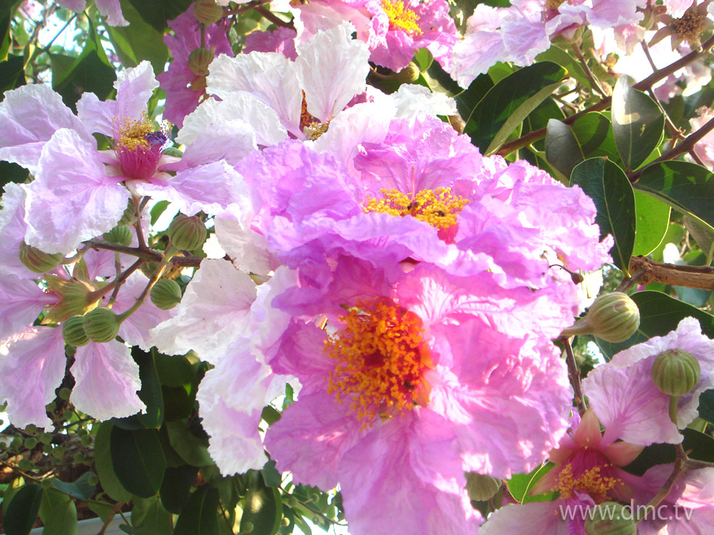 flower-318 flower-318