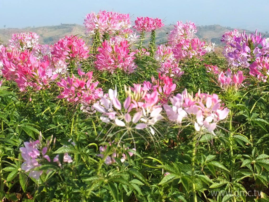 flower-319 flower-319