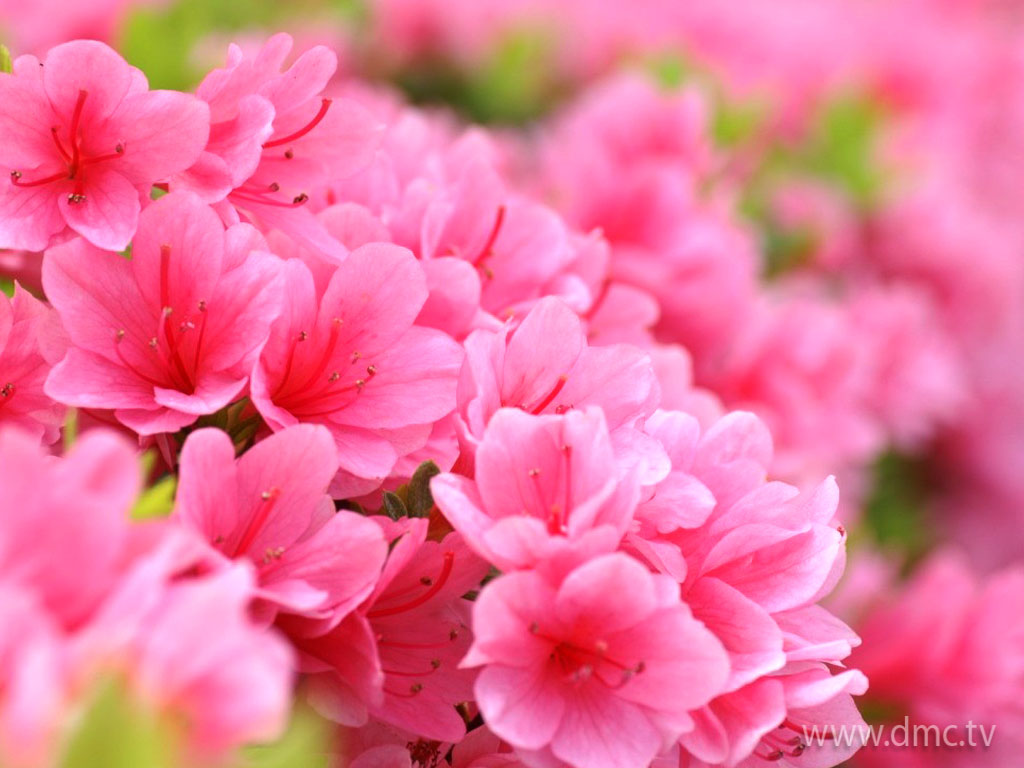 flower-320 flower-320