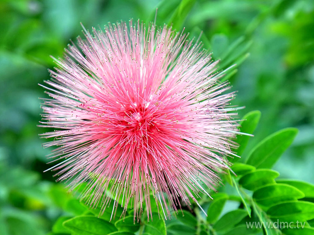 flower-321 flower-321