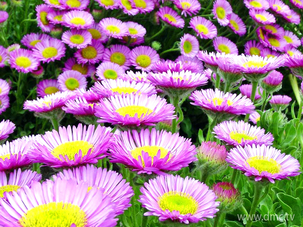 flower-322 flower-322
