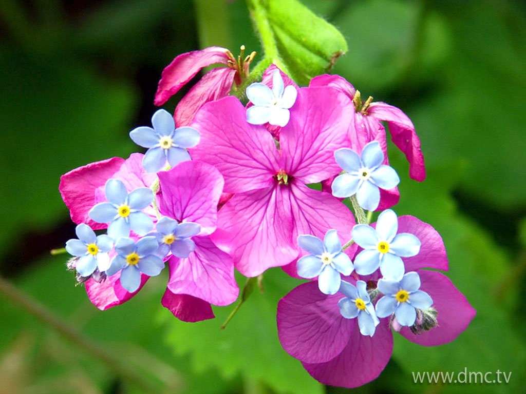 flower-323 flower-323