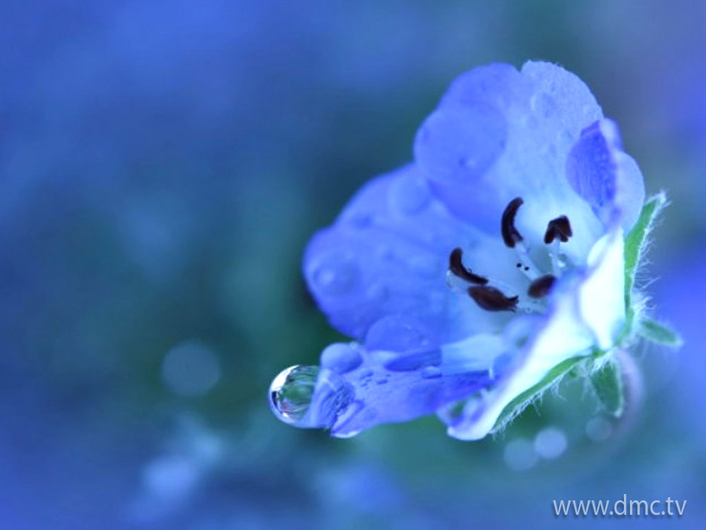flower-324 flower-324