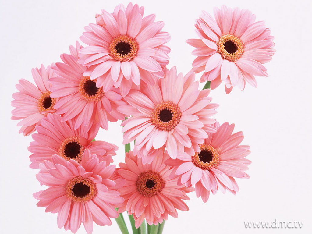 flower-325 flower-325
