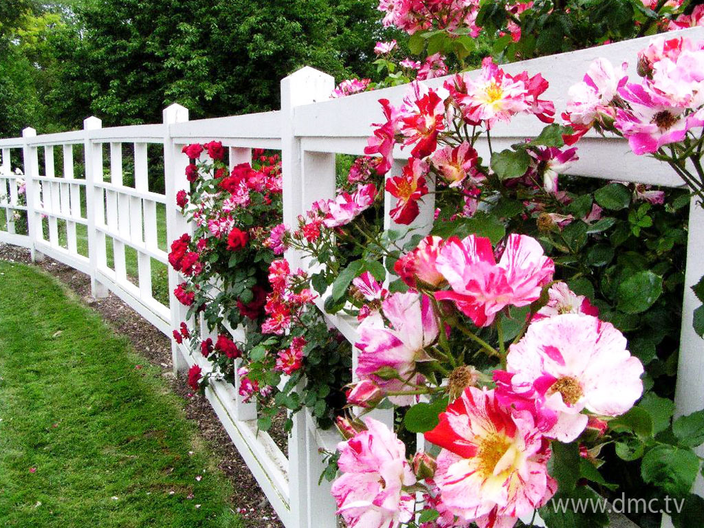 flower-326 flower-326