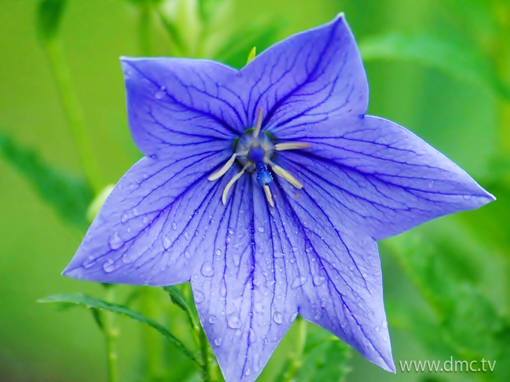 flower-327 flower-327