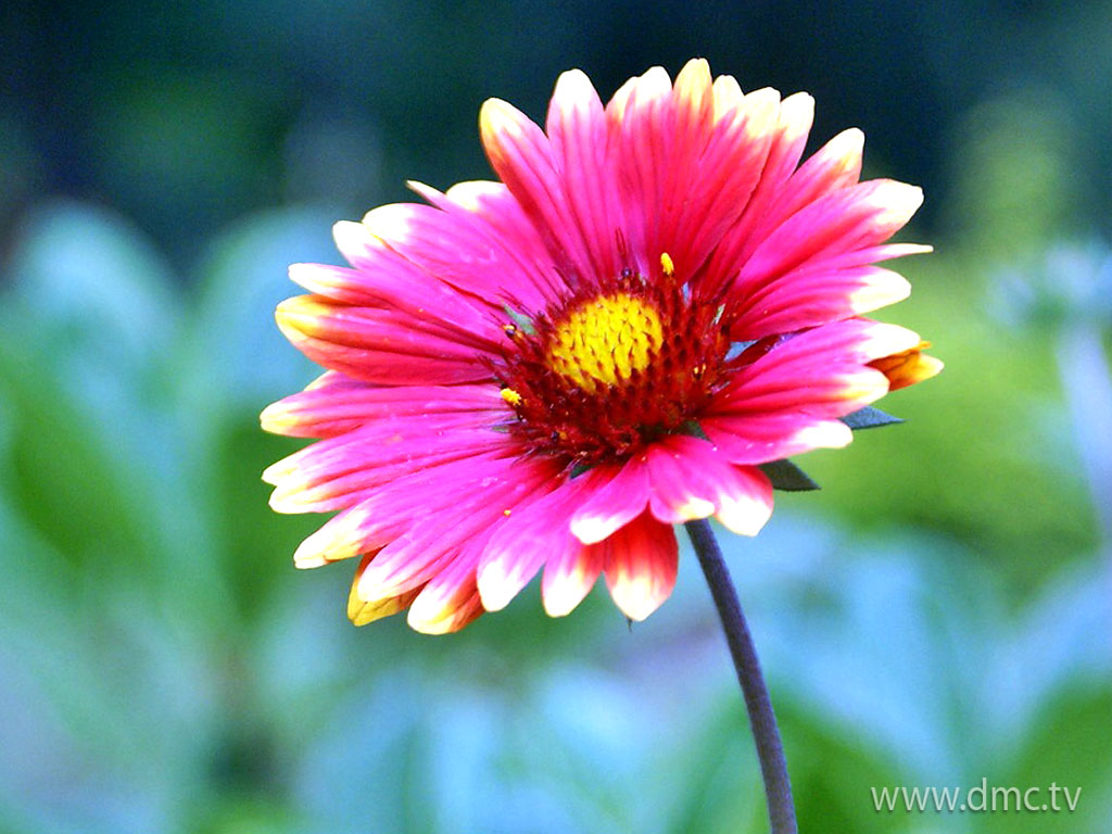 flower-328 flower-328