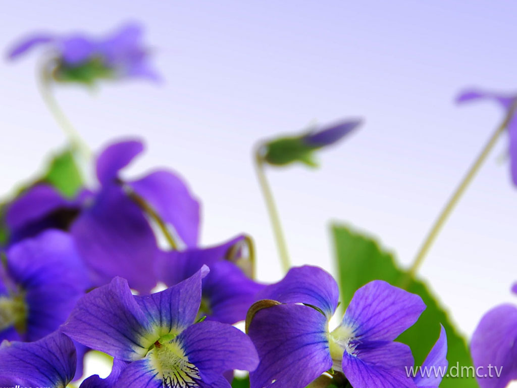 flower-331 flower-331