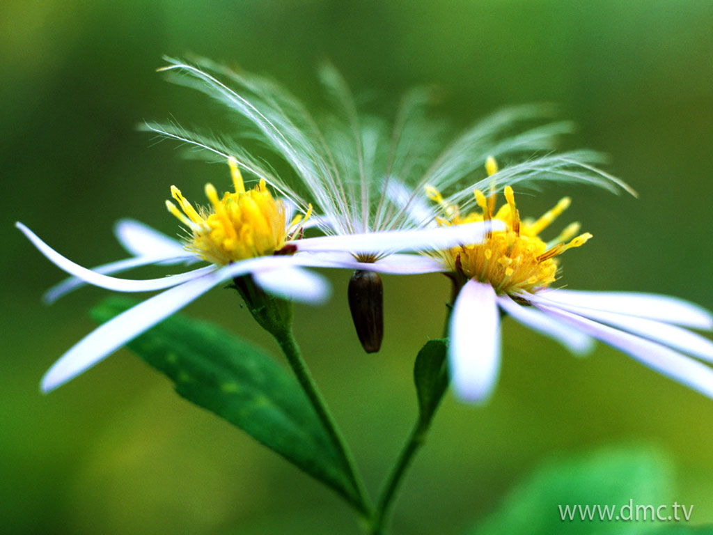 flower-332 flower-332
