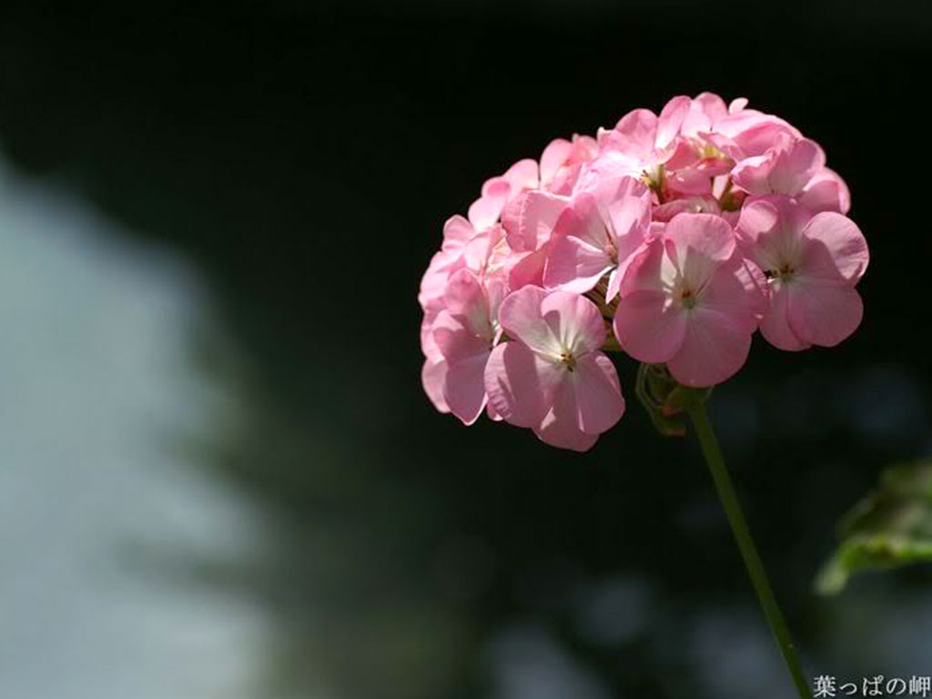 flower-333 flower-333