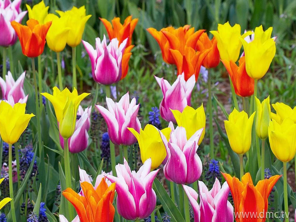 flower-433