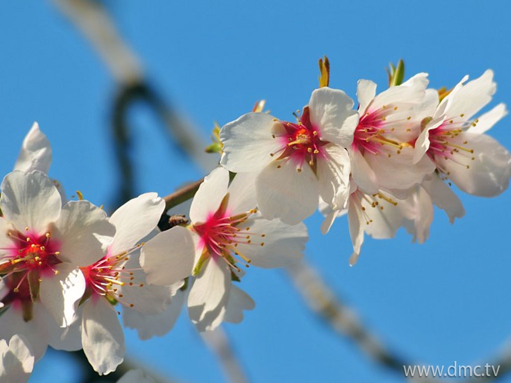 flower-434