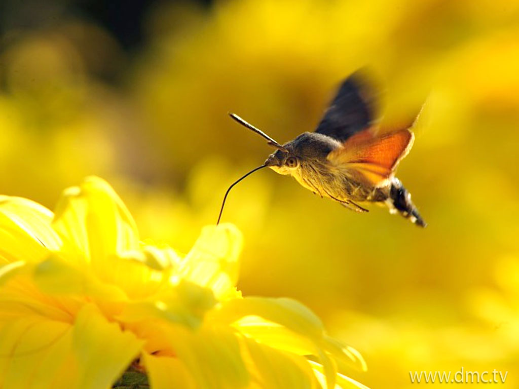 flower-437